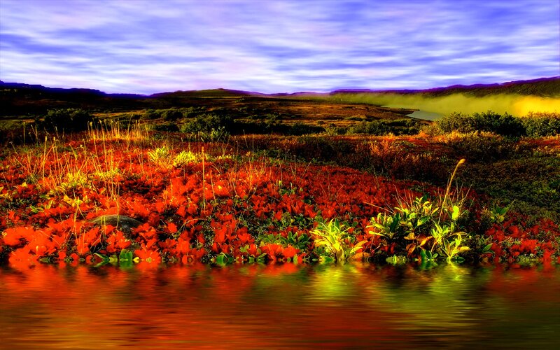 Red Flowers by Water