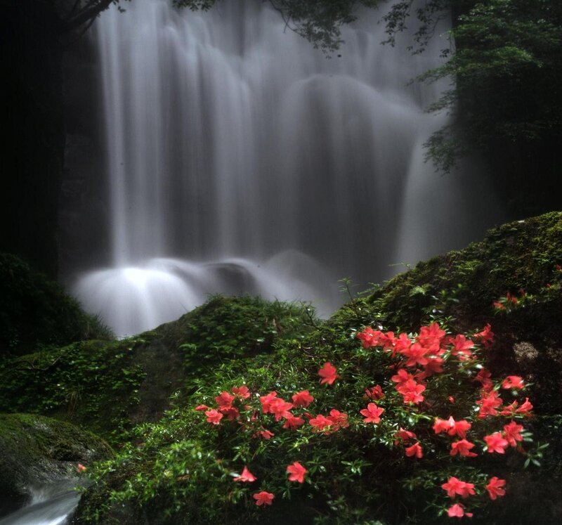 Red Flowers by Waterfall — Green