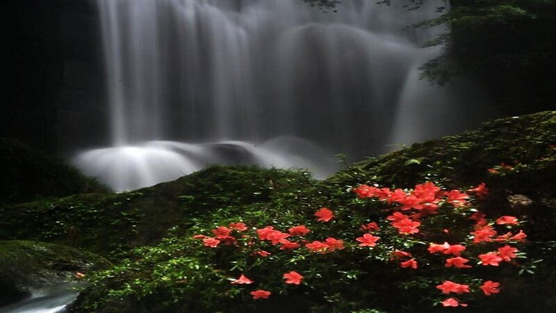 Red Flowers by Waterfall — Serene