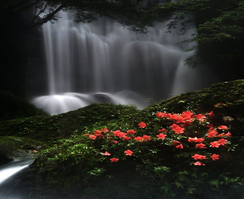 Red Flowers by Waterfall