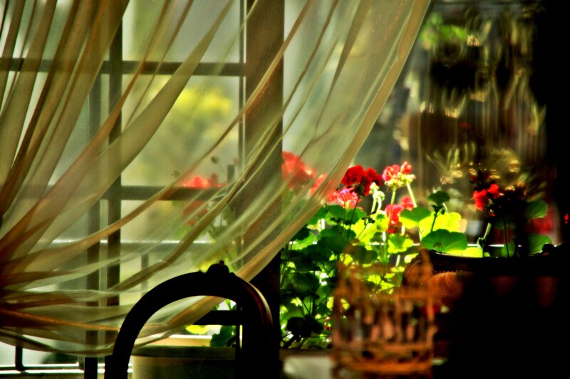 Red Flowers by Window — Green, Serene