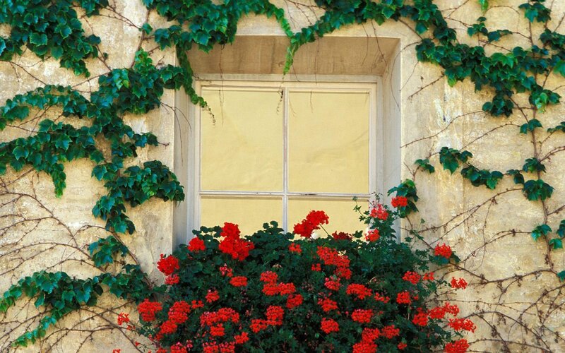 Red Flowers by Window