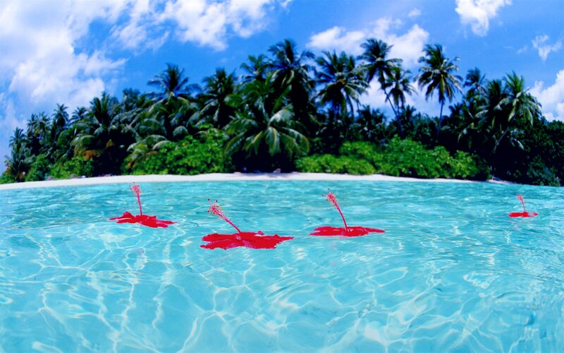 Red Flowers Floating in Water