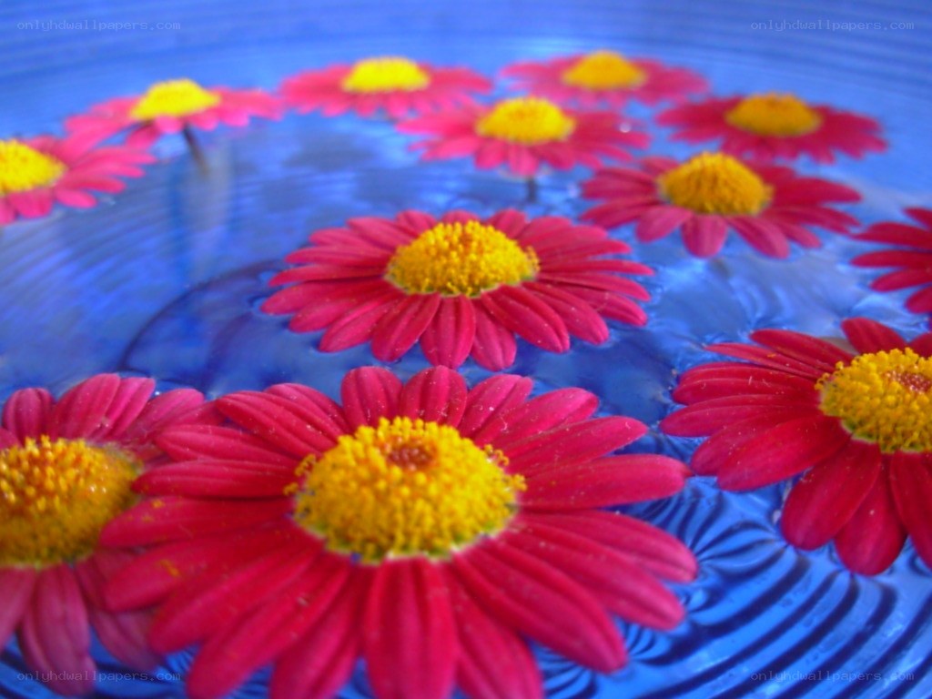 Red flowers floating on blue water