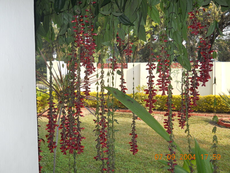Red Flowers Hanging from Vines