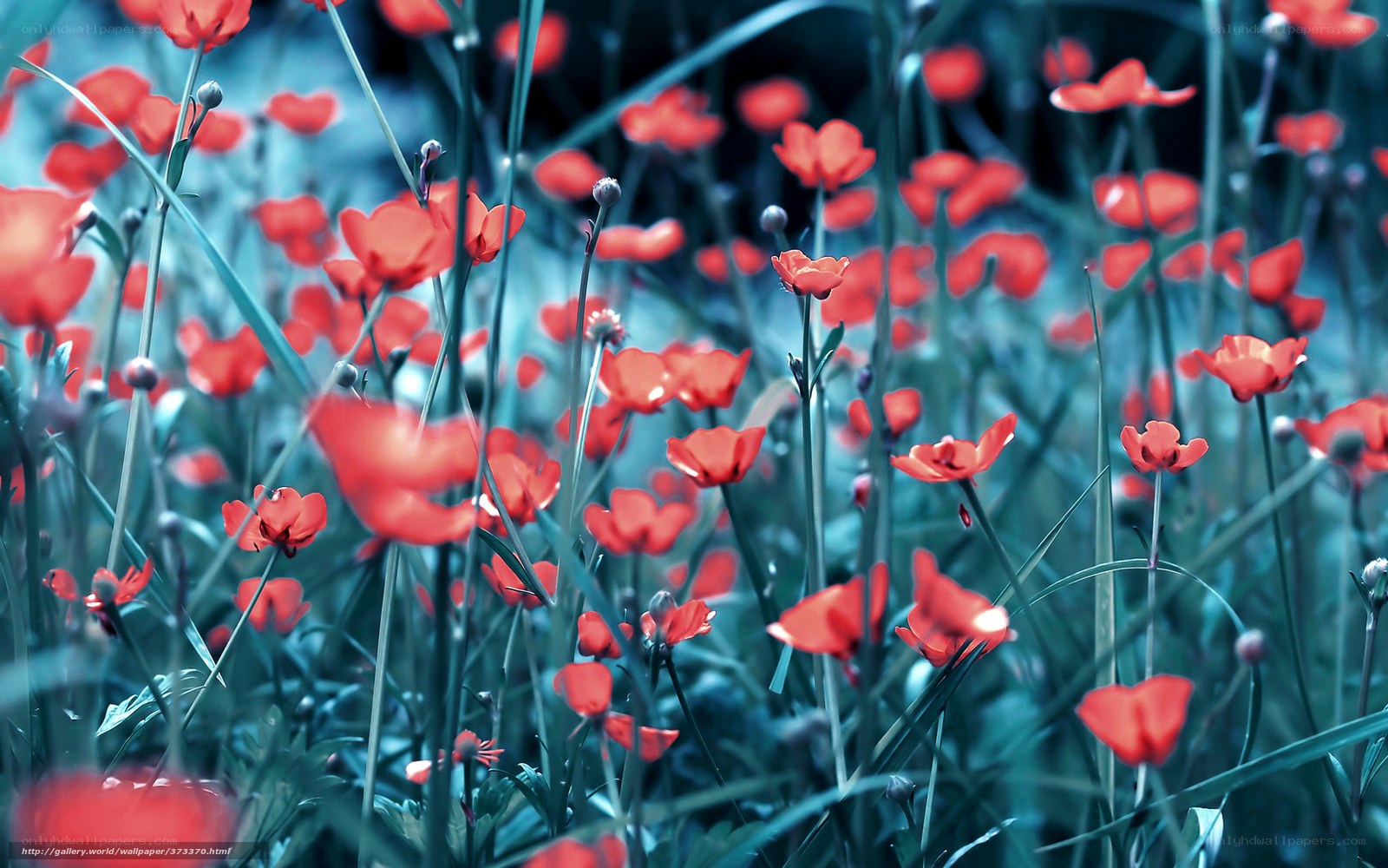 Red flowers in a blue field