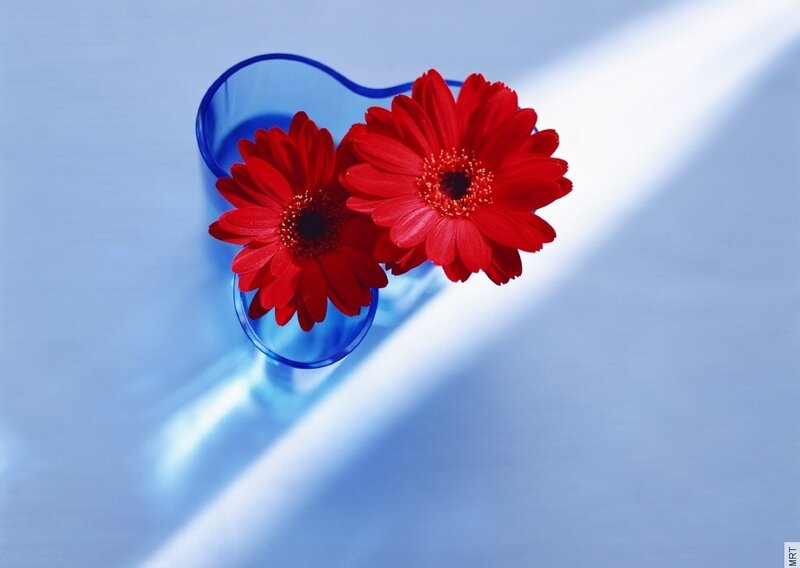 Red flowers in a blue vase