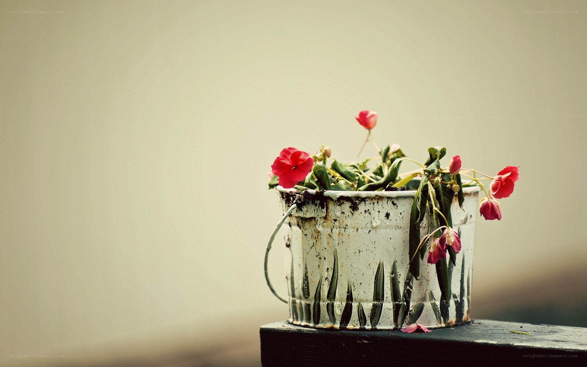 red flowers in a bucket