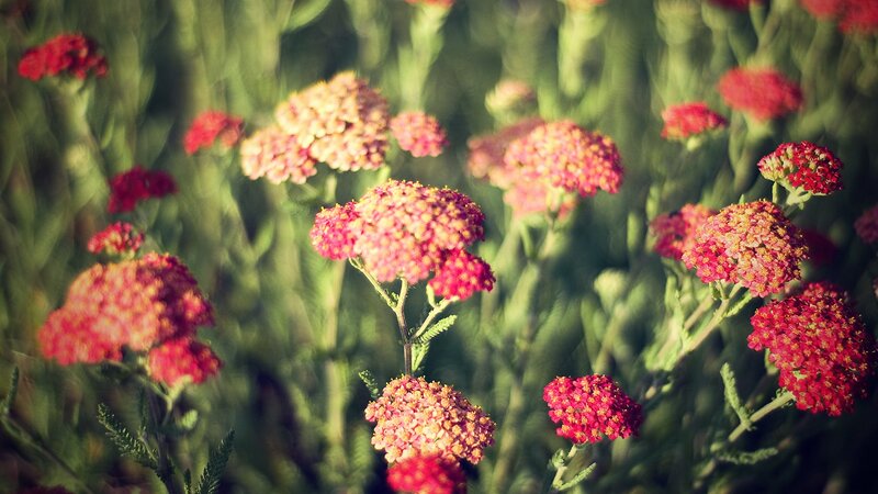 Red flowers in a field