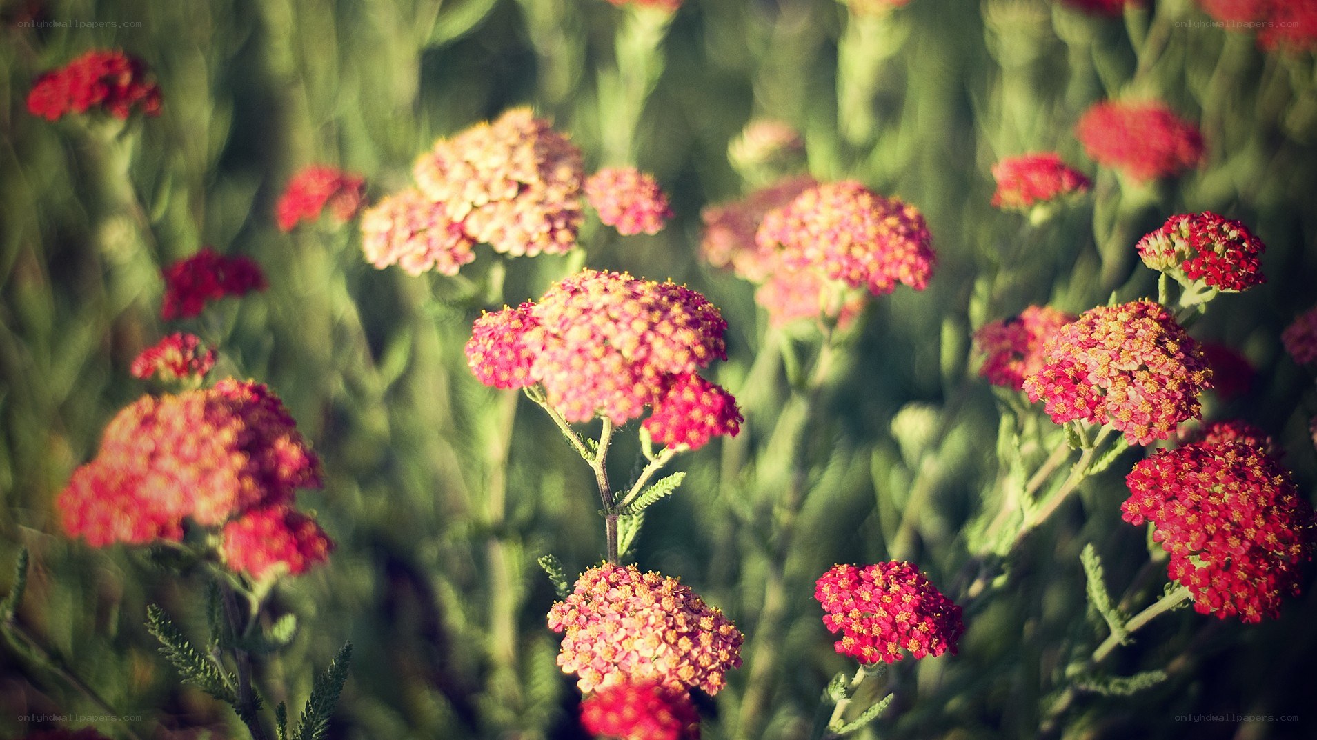 Red flowers in a field