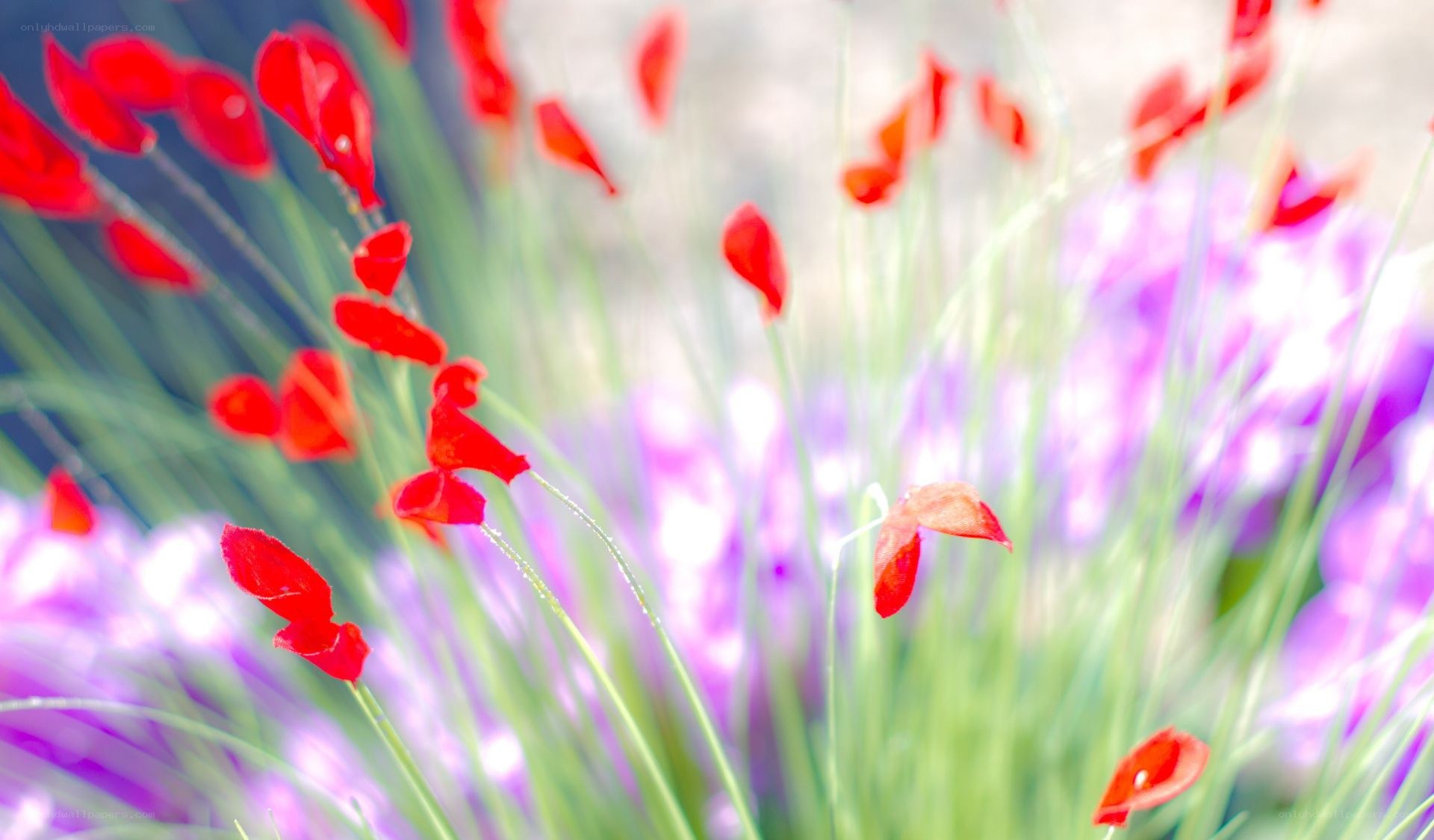 Red flowers in a field