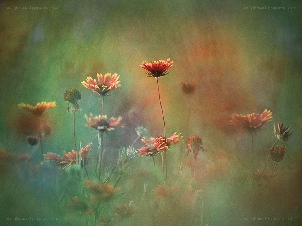 Red flowers in a field
