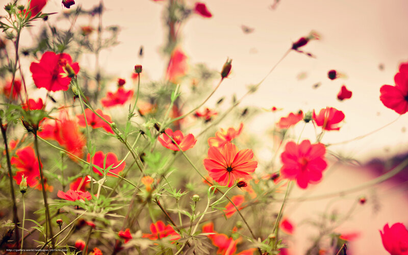 Red flowers in a field
