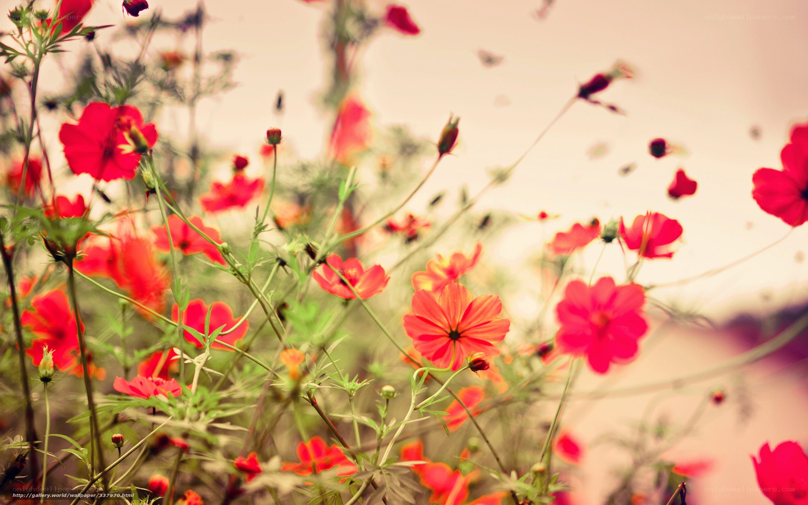 Red flowers in a field