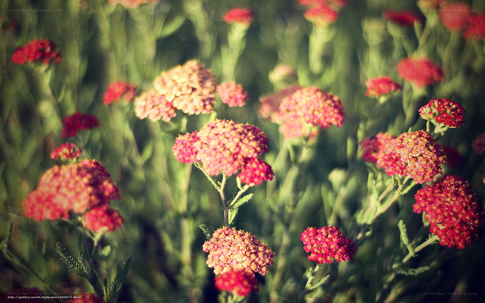 Red flowers in a field