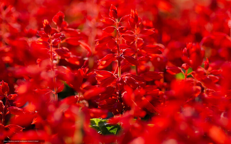 Red flowers in a field