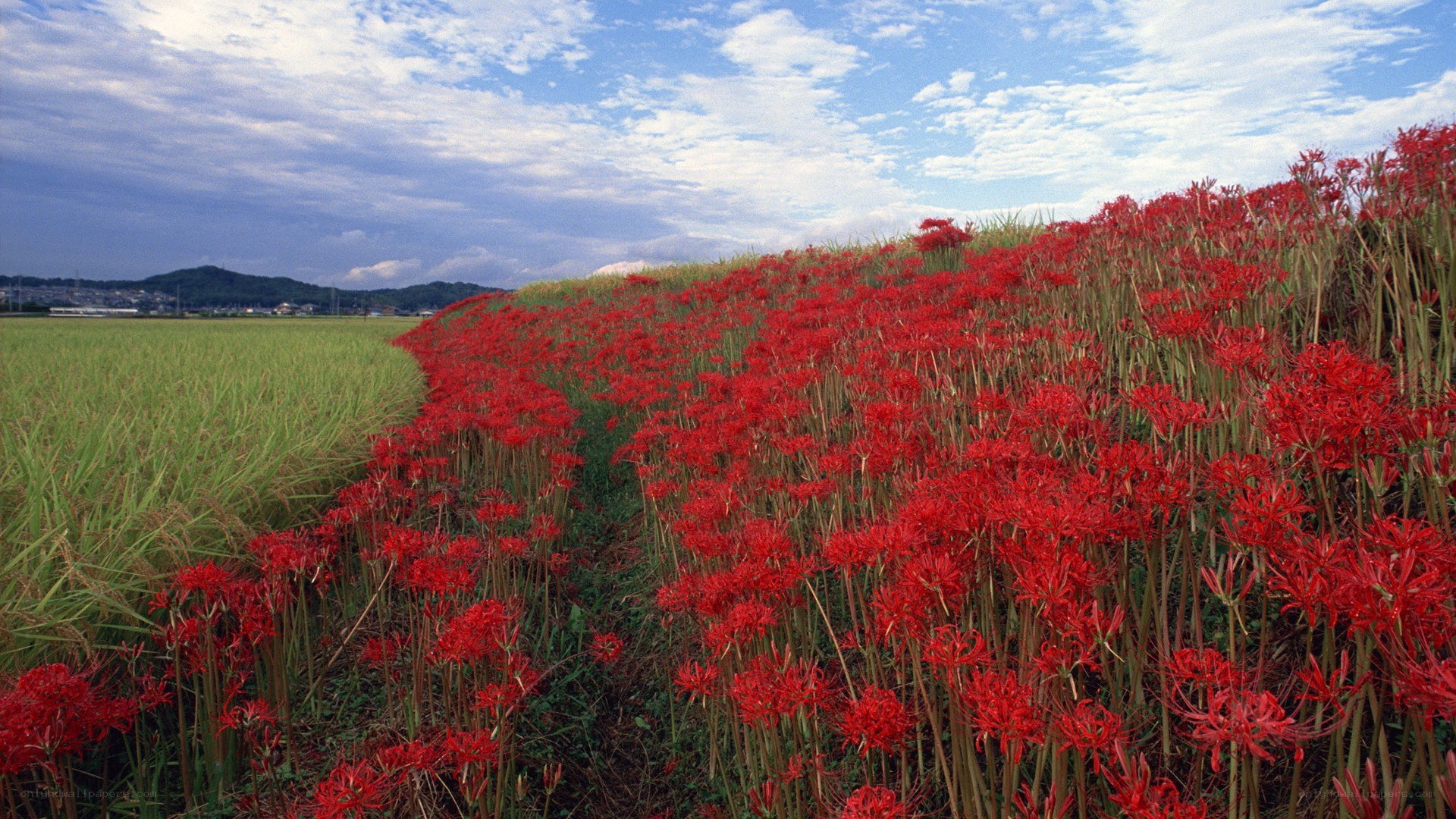 Red flowers in a field