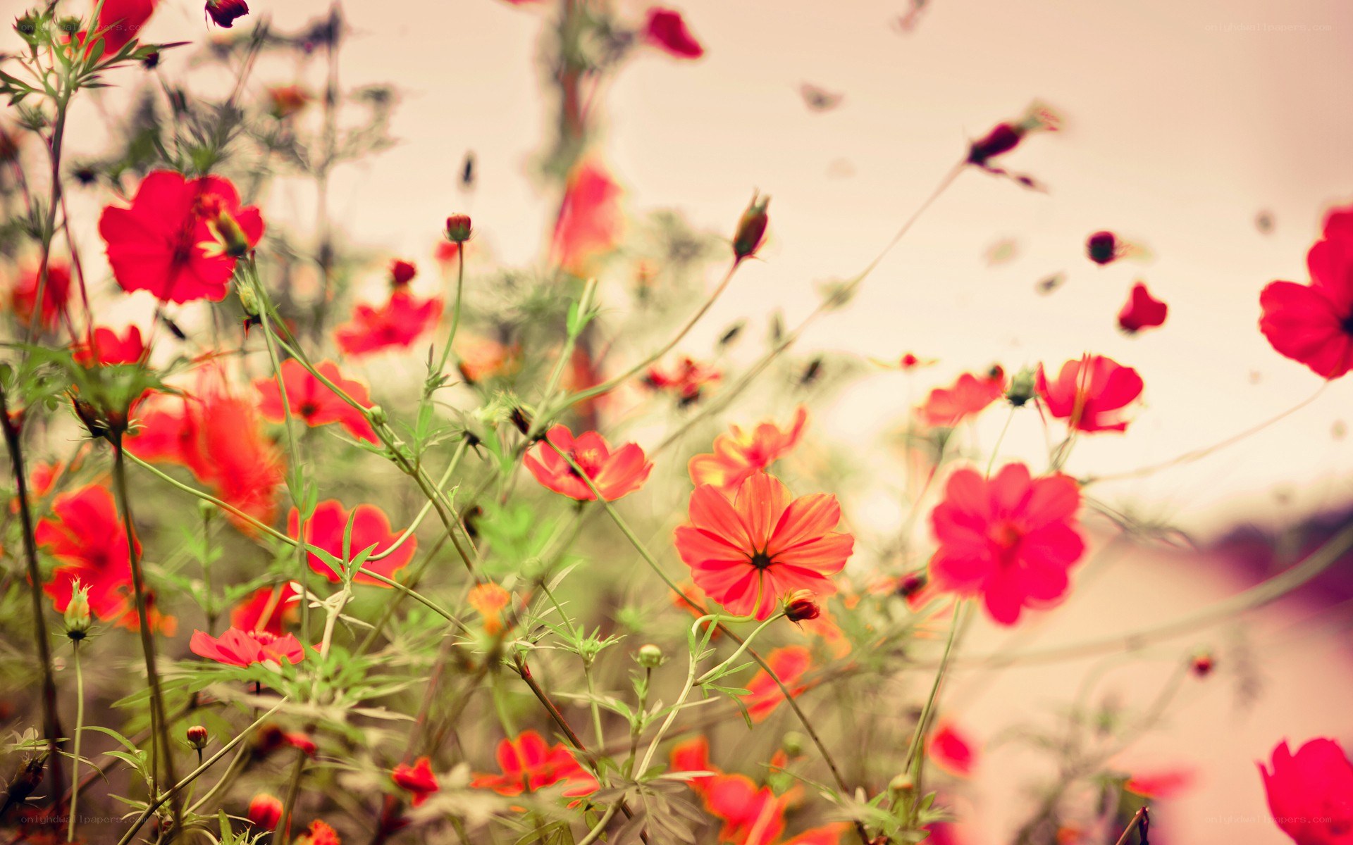 Red flowers in a field