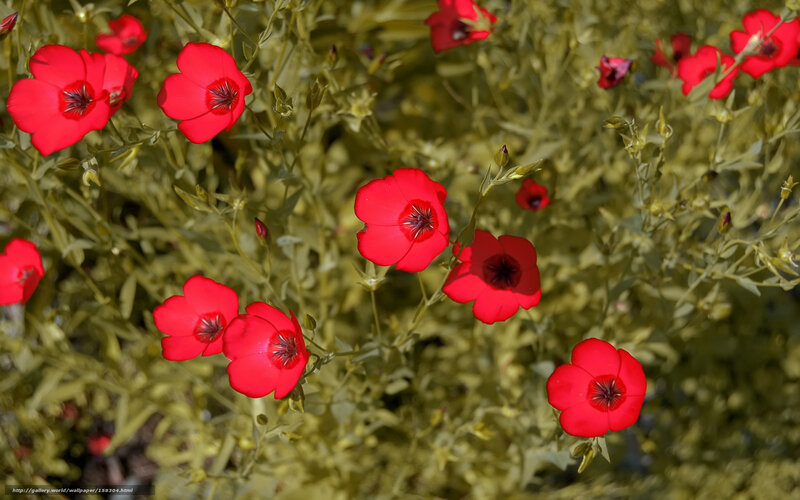 Red flowers in a field