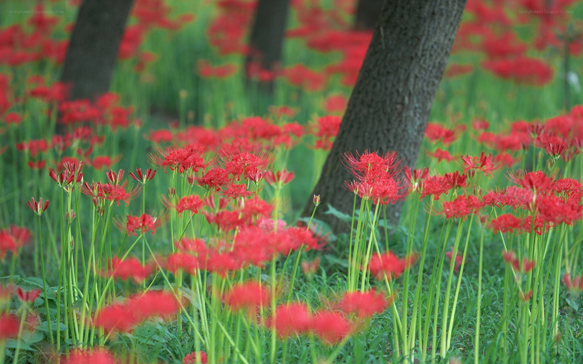 Red flowers in a forest