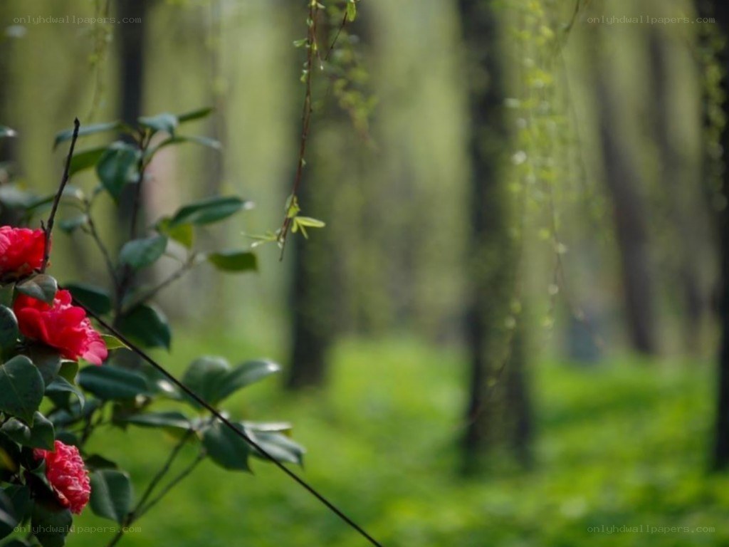 Red flowers in a forest