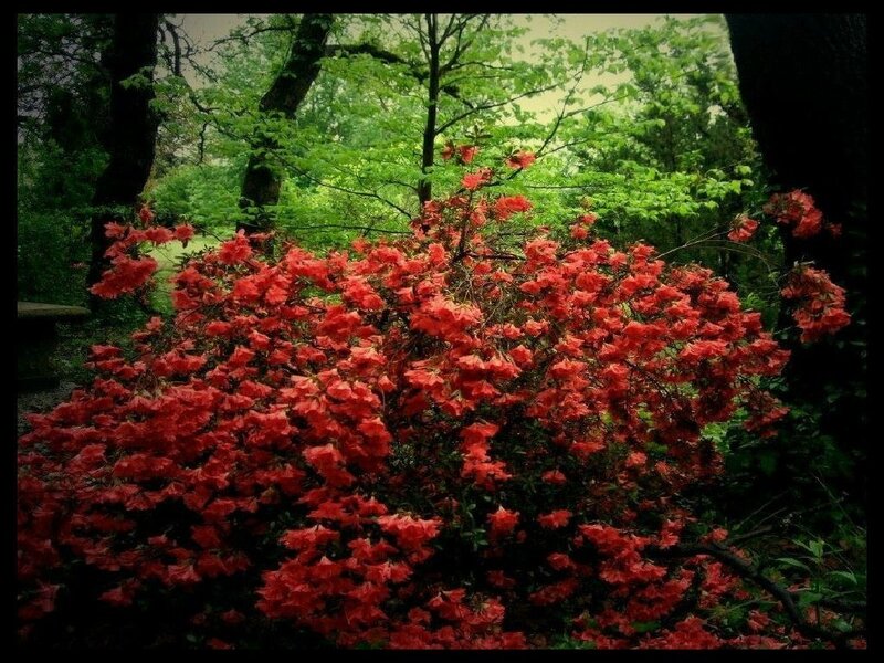 Red flowers in a forest