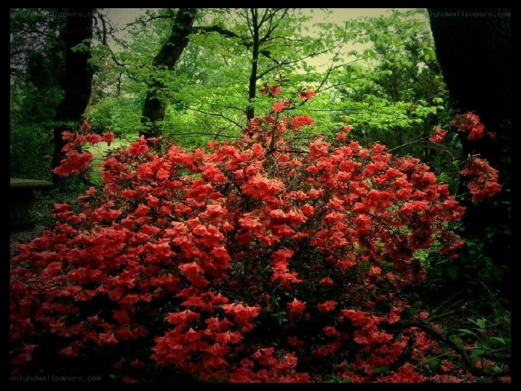 Red flowers in a forest