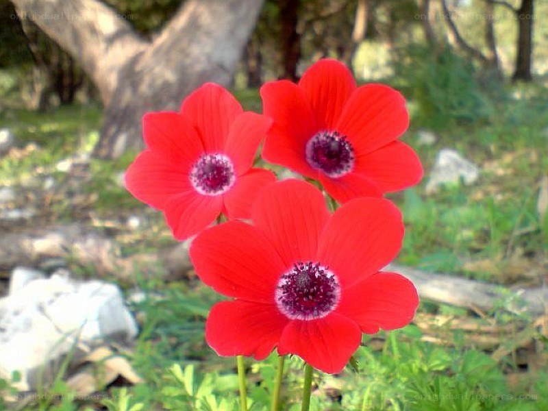 Red flowers in a forest