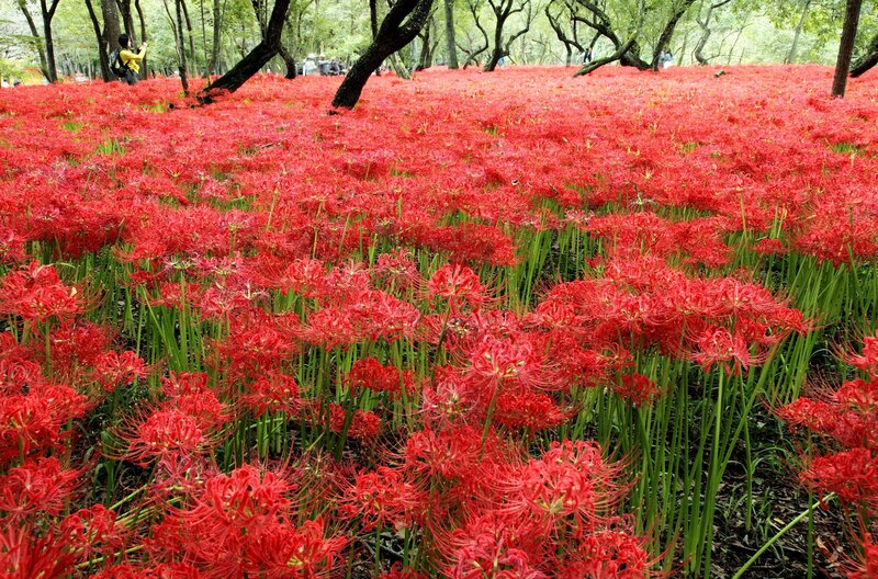 Red flowers in a forest