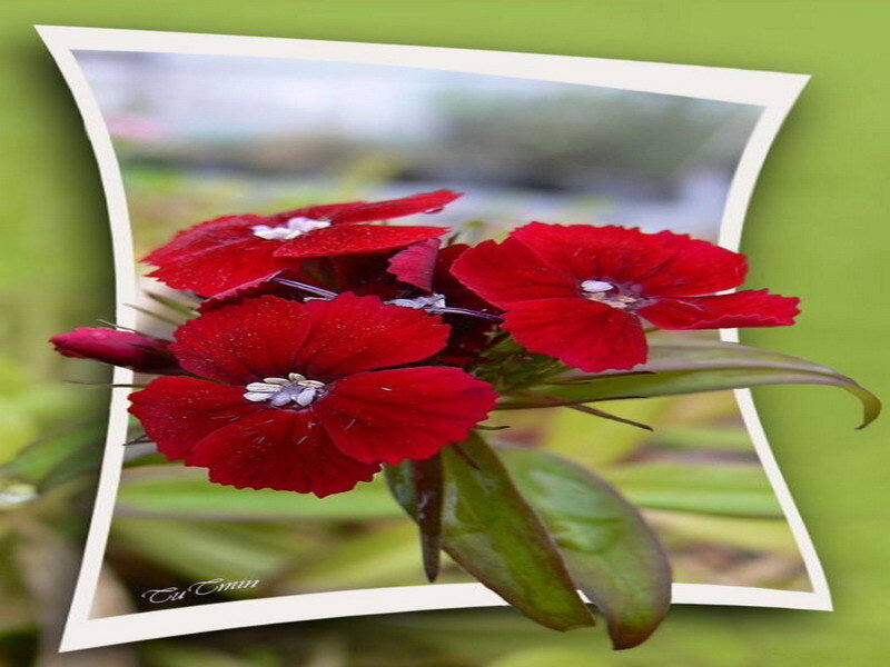 Red flowers in a frame