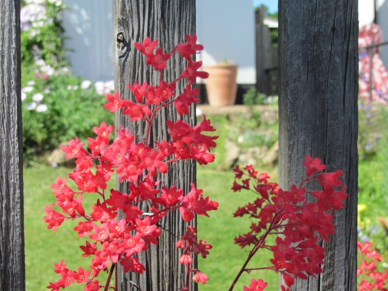 Red flowers in a garden
