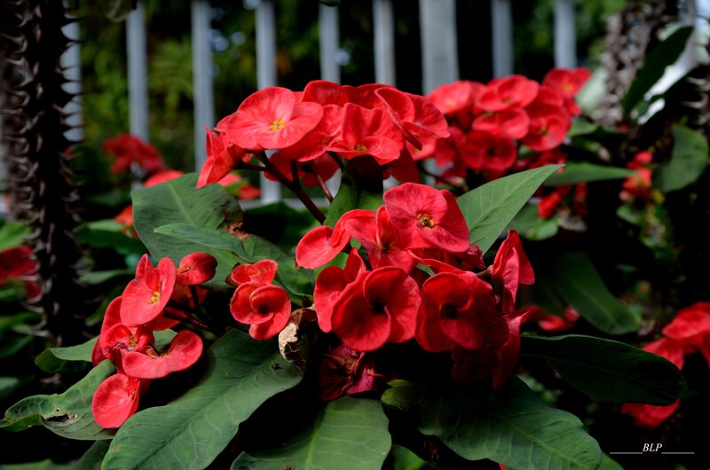 Red flowers in a garden