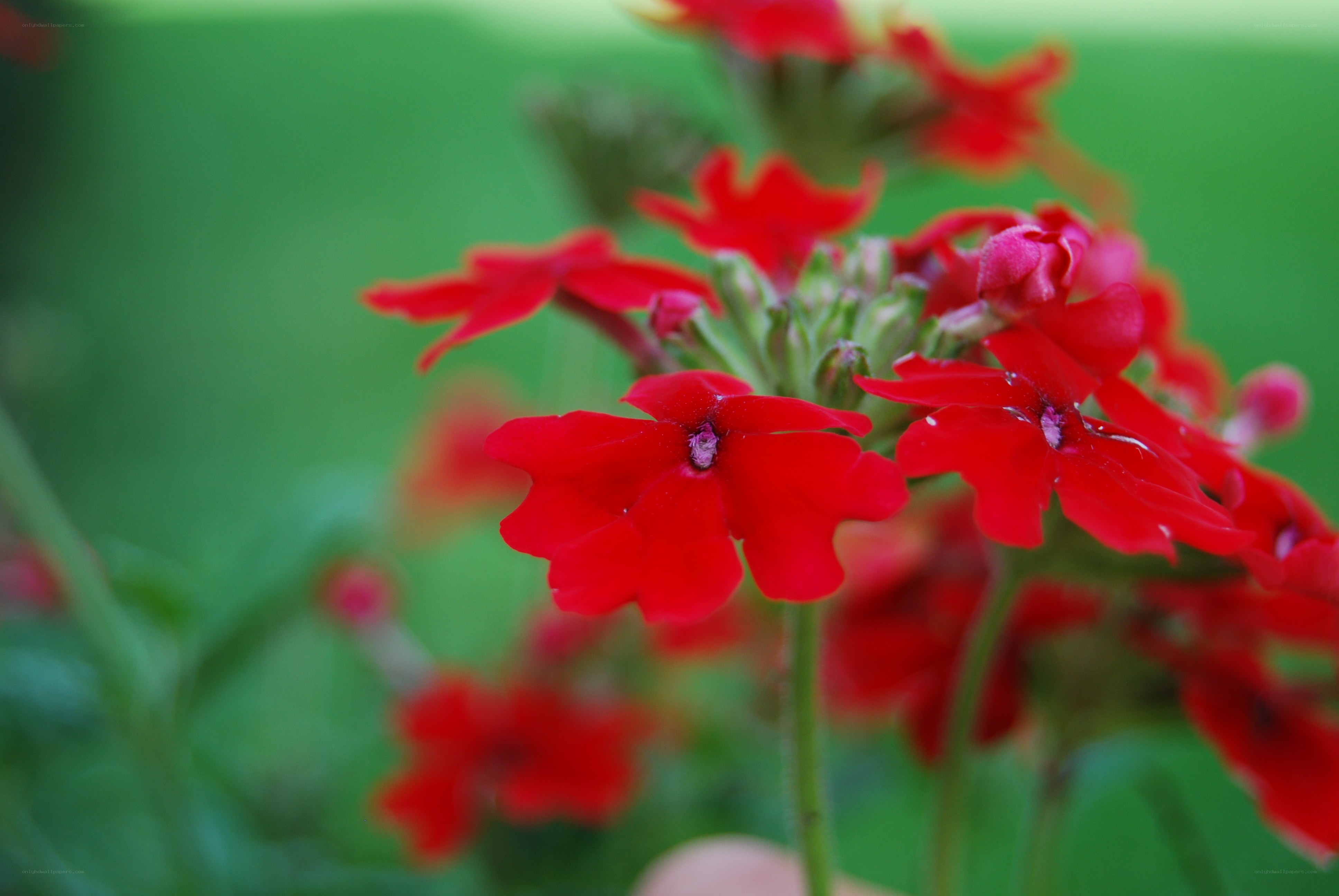 Red flowers in a garden
