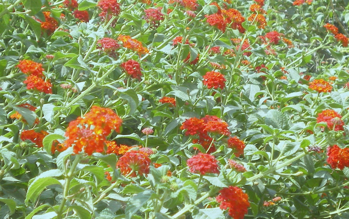 Red flowers in a garden