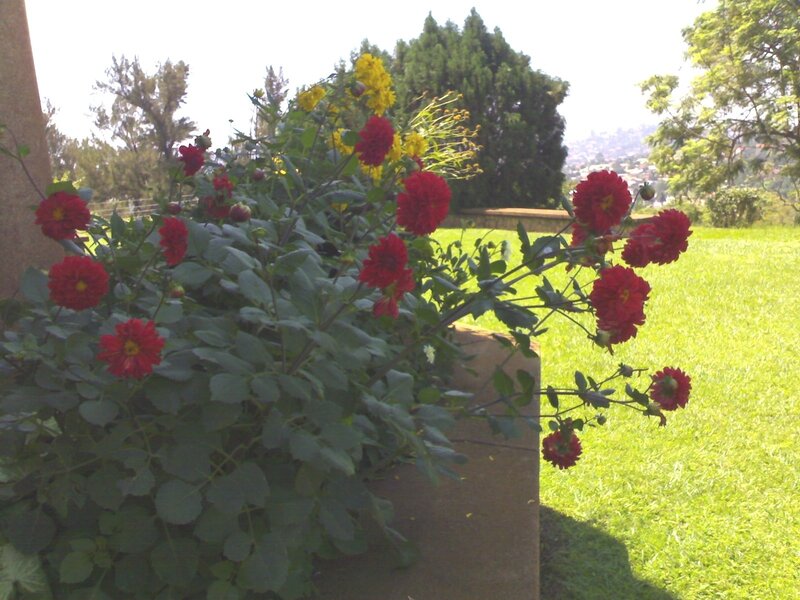 Red flowers in a garden