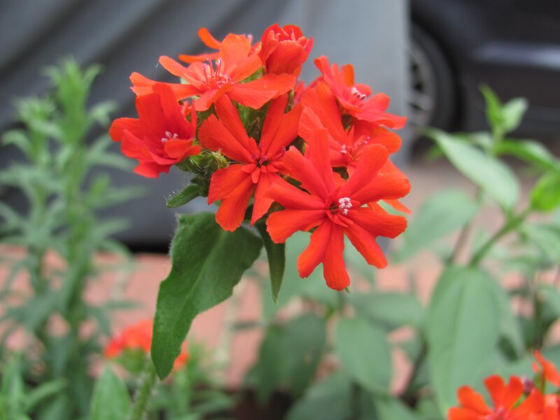 Red flowers in a garden