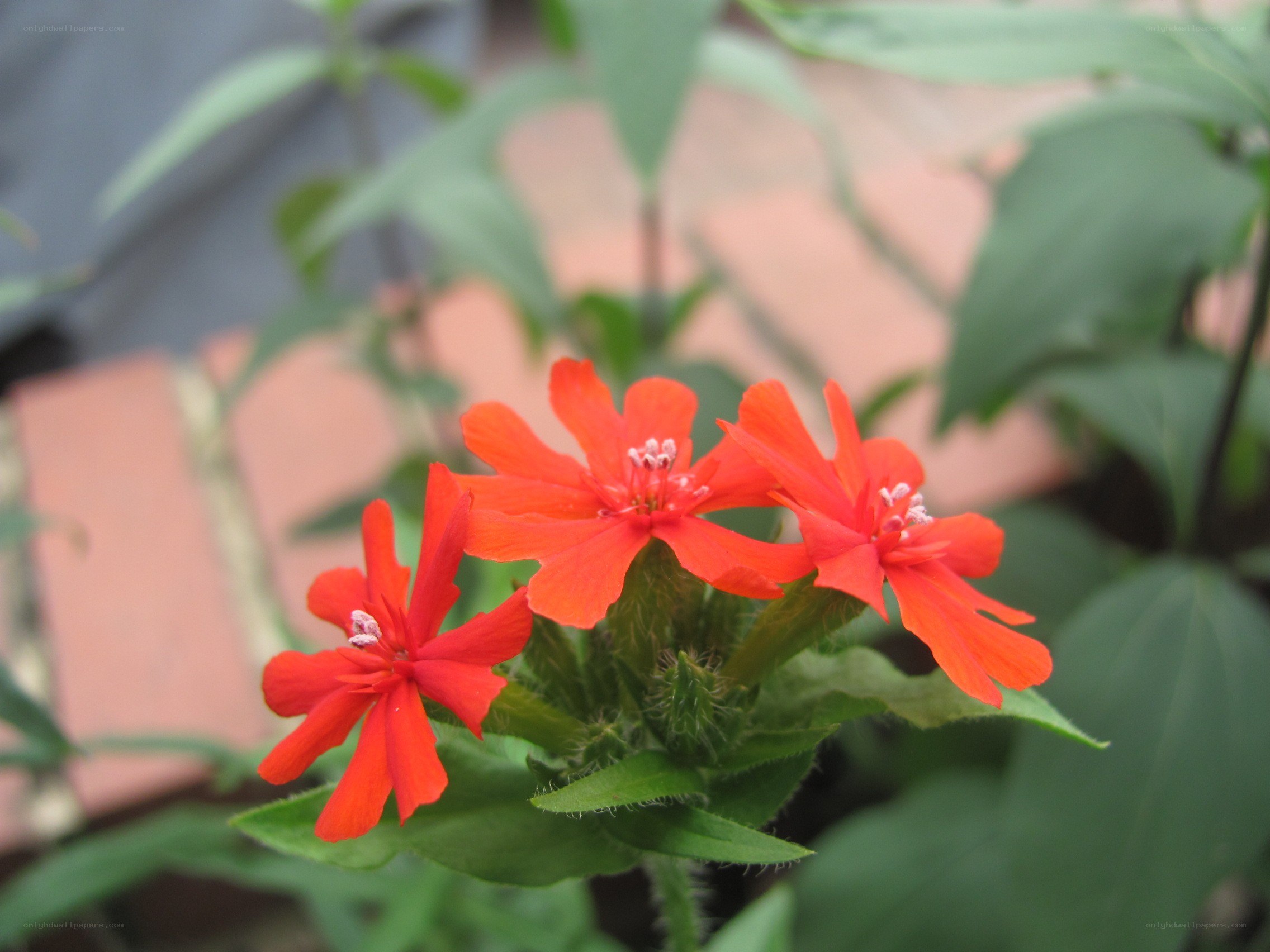 Red flowers in a garden