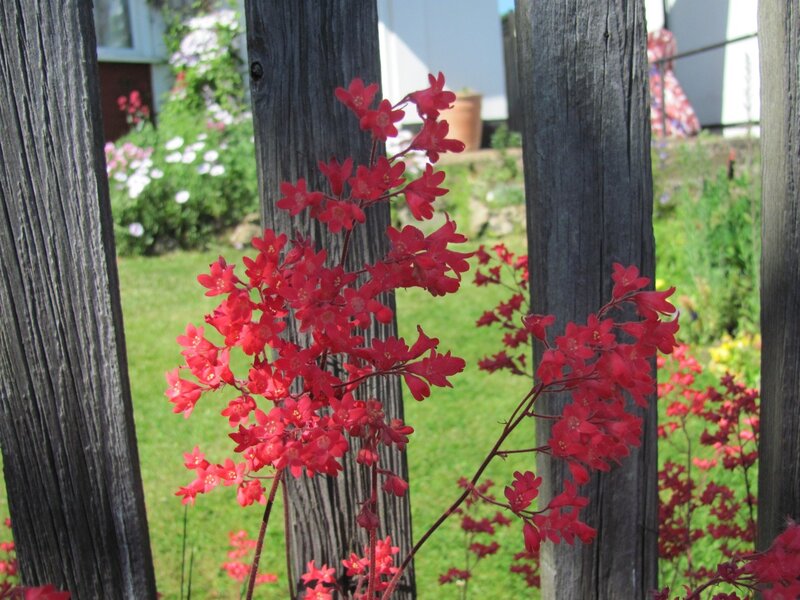 Red flowers in a garden
