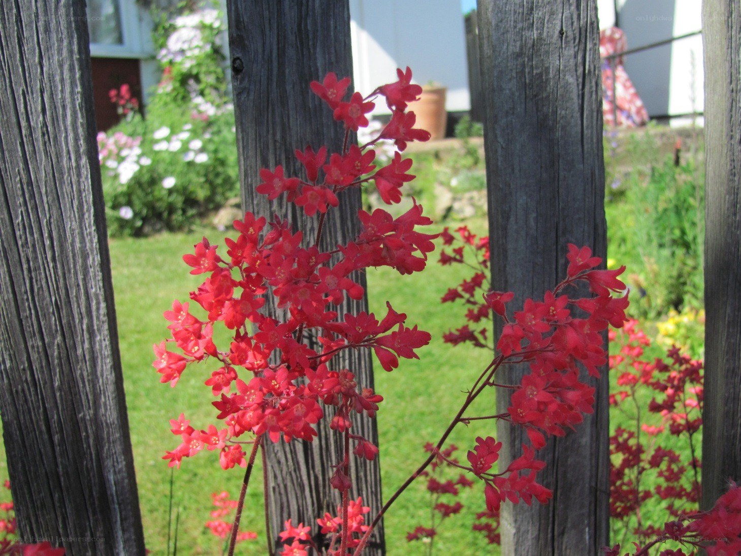 Red flowers in a garden