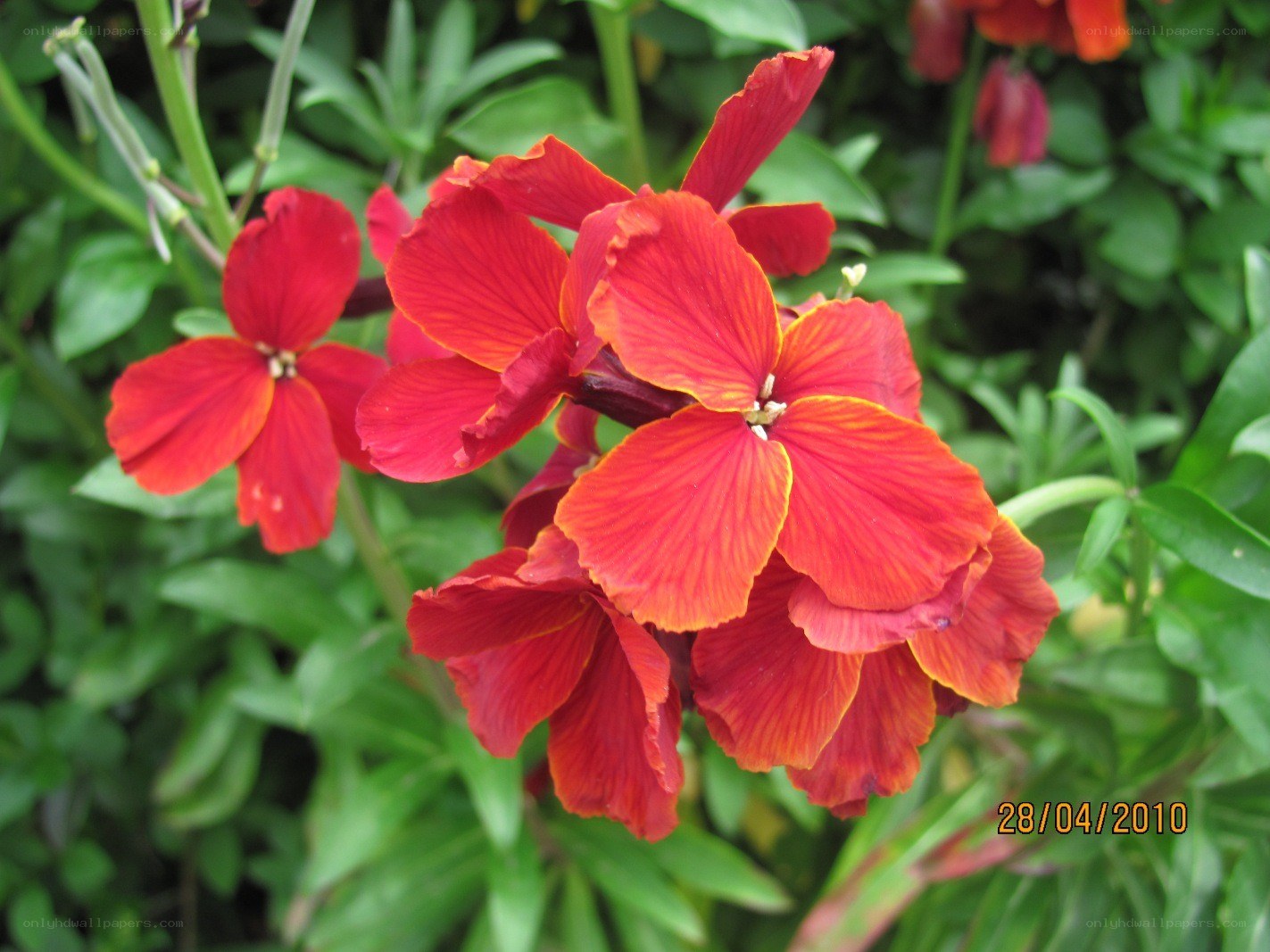 Red flowers in a garden
