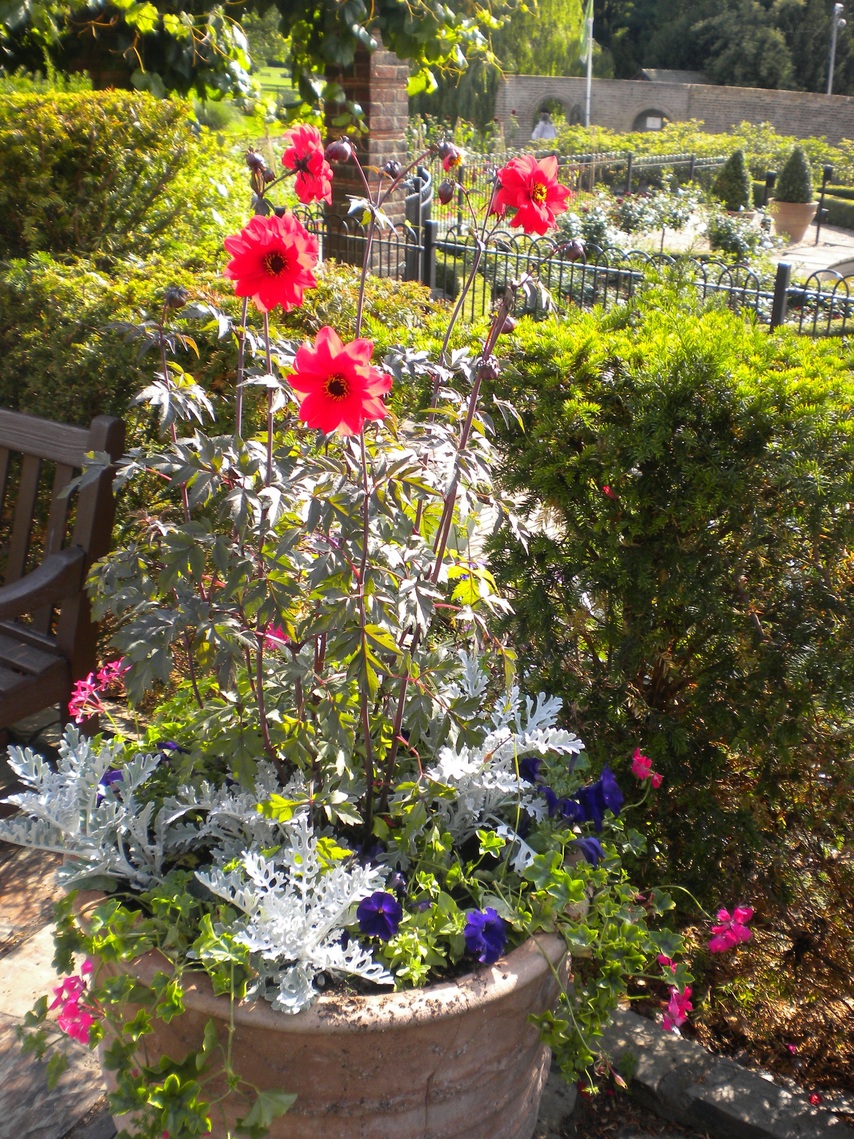 Red flowers in a garden pot