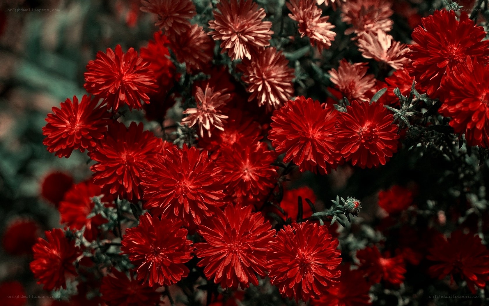 Red flowers in a garden