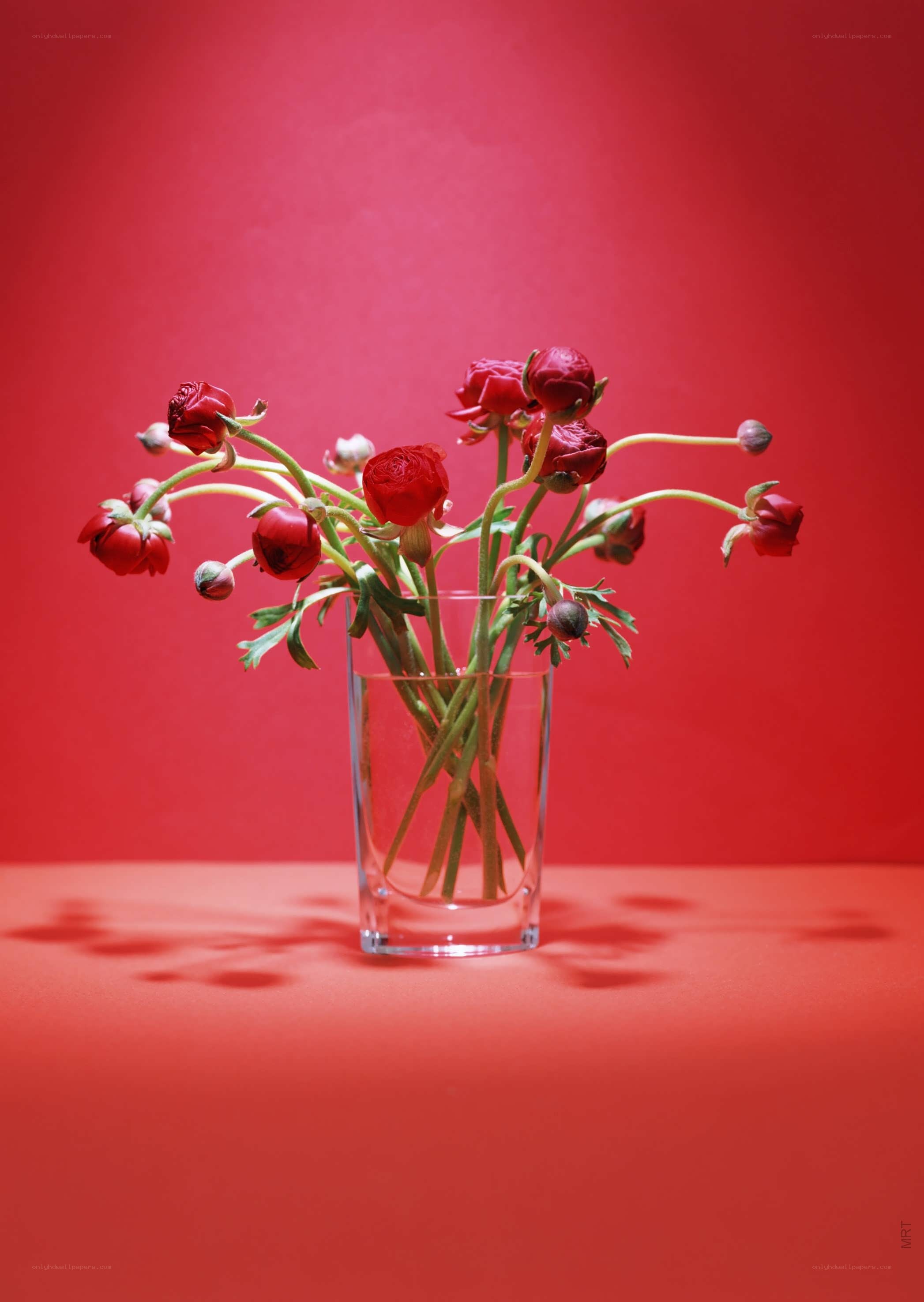 Red flowers in a glass vase
