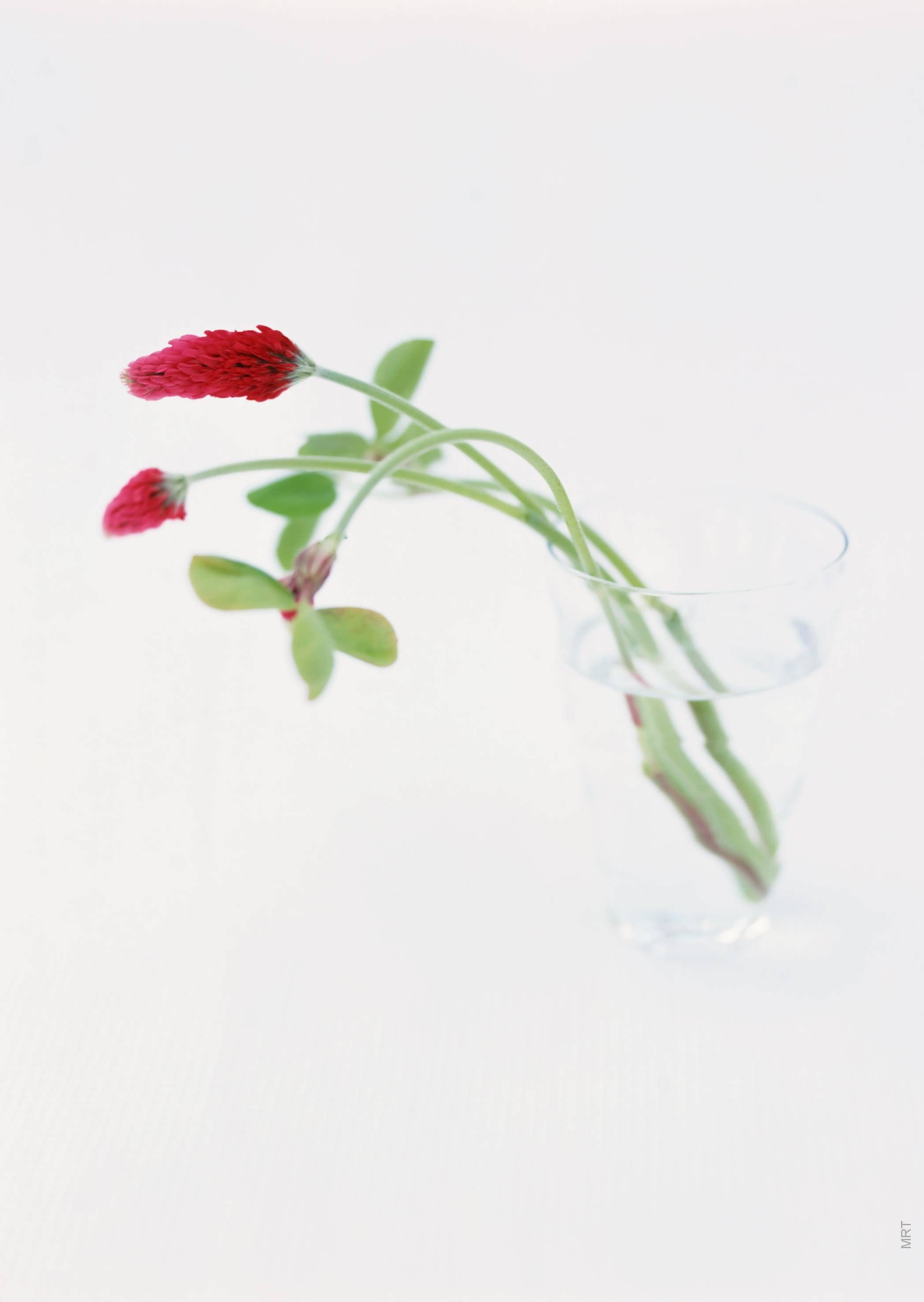Red flowers in a glass