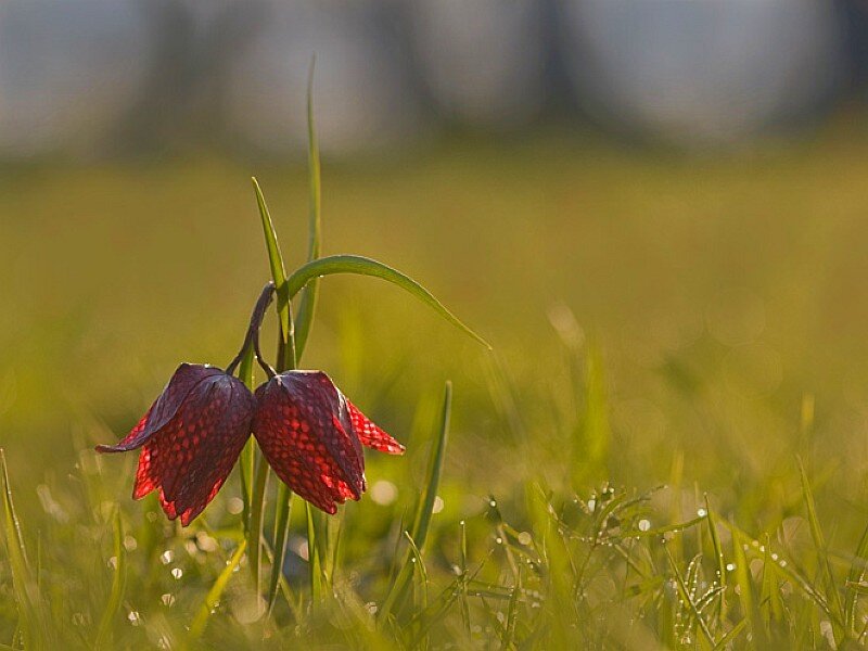 Red flowers in a grassy field