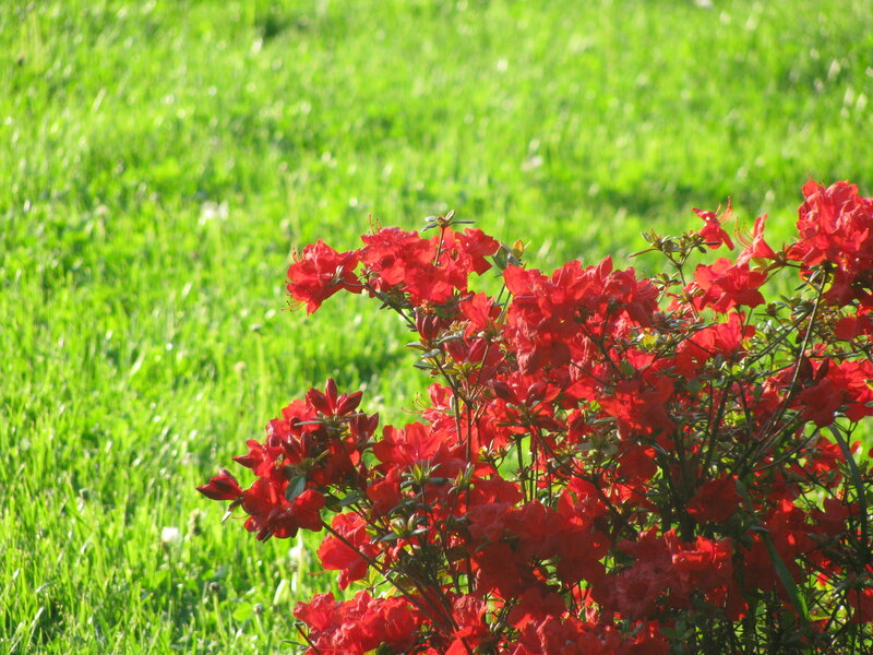 Red flowers in a green field