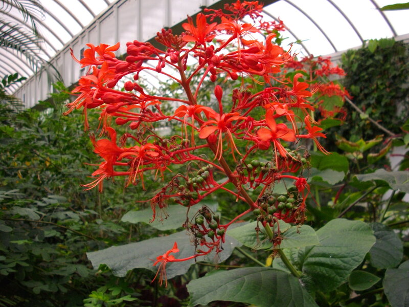 Red flowers in a greenhouse