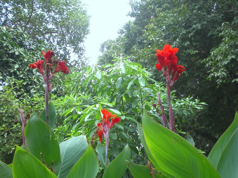 Red flowers in a lush garden