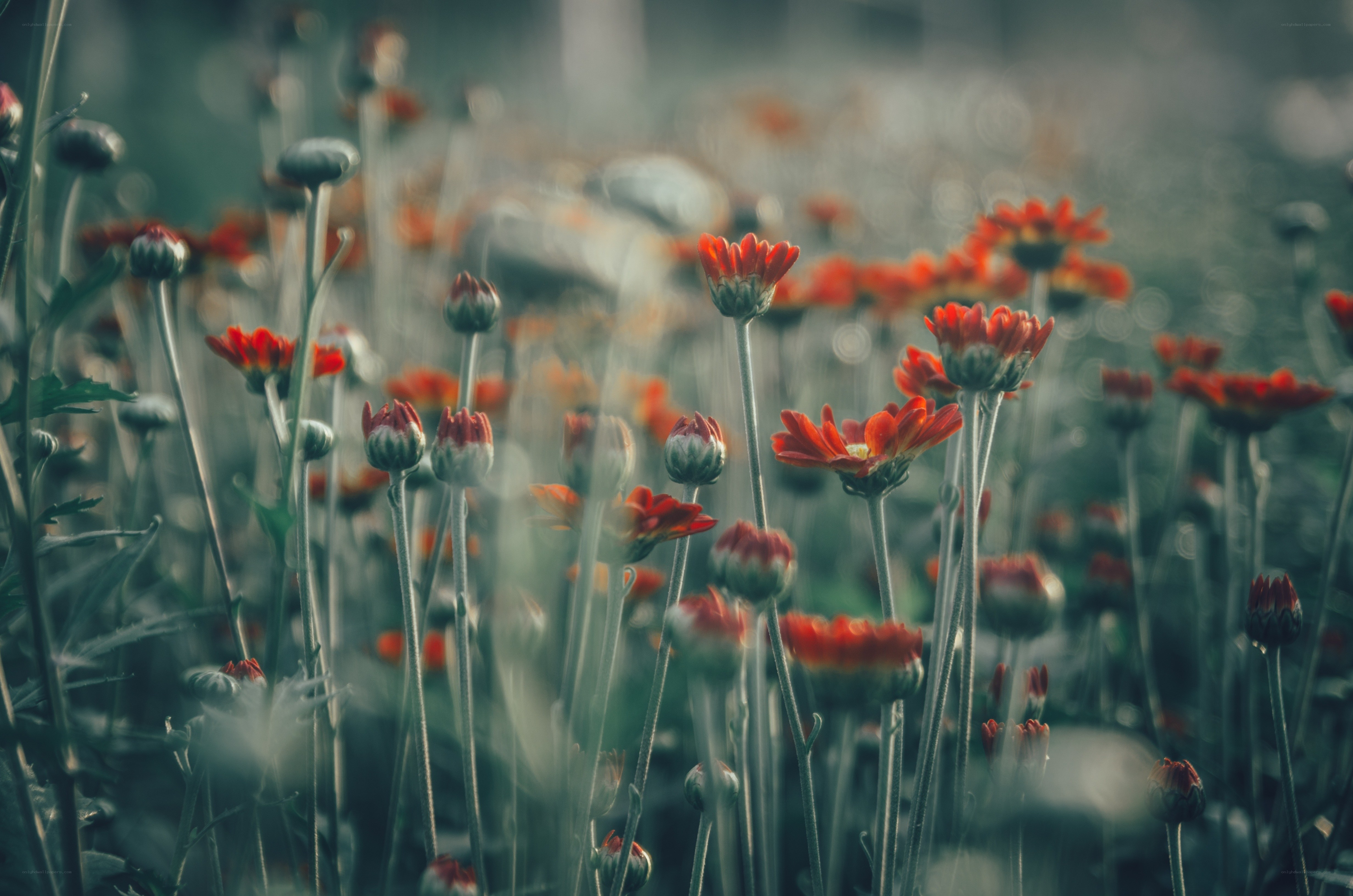 Red flowers in a misty field