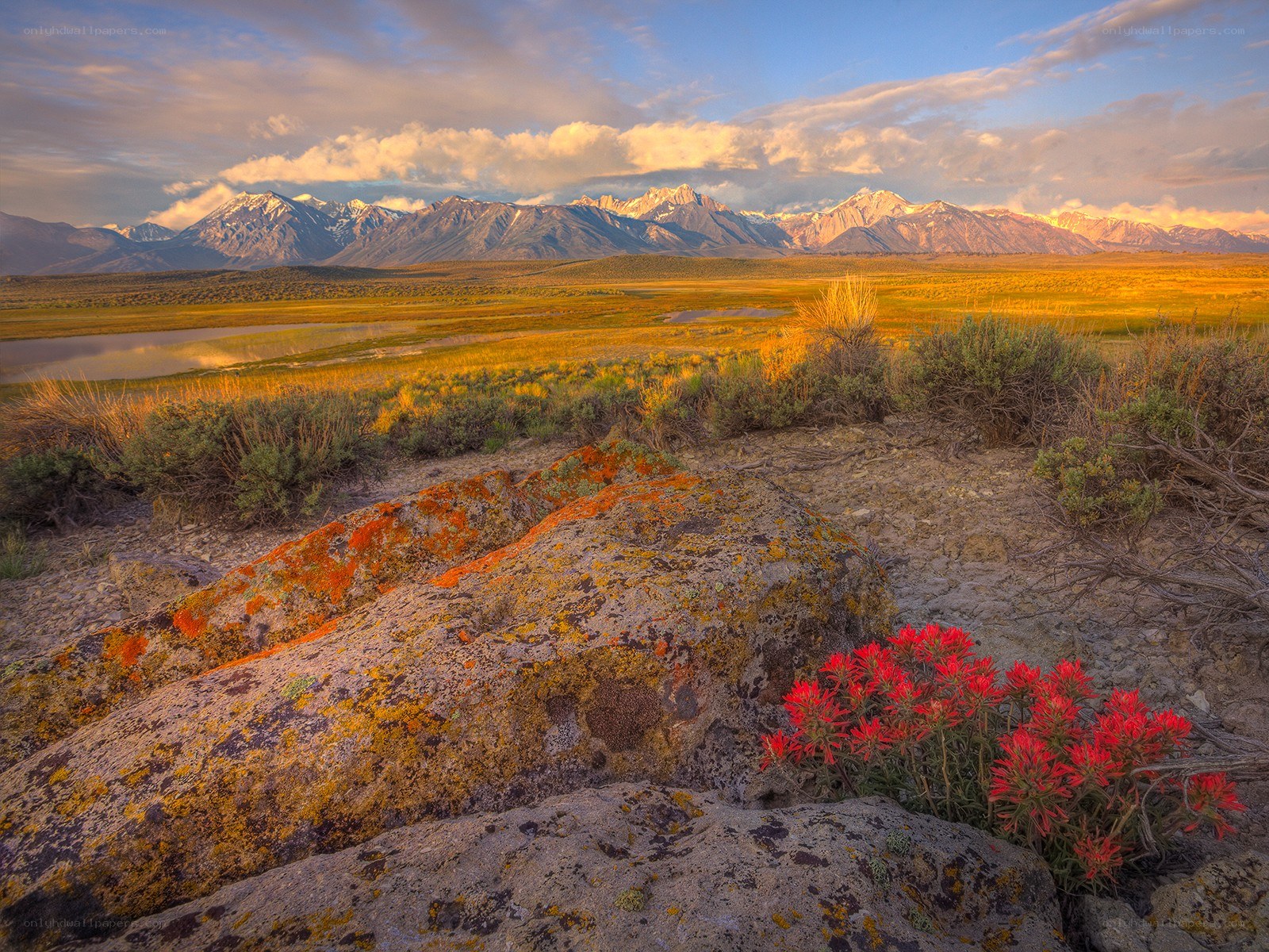 Red flowers in a mountain valley